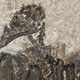 The 52-million-year-old fossil of Eofringillirostrum boudreauxi.